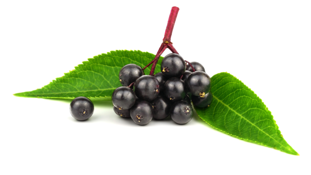 a decorative image of an elderberry